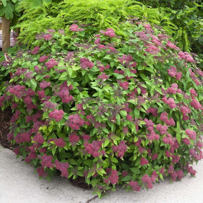 Спирея японская (Spiraea japonica `Dart's Red`)