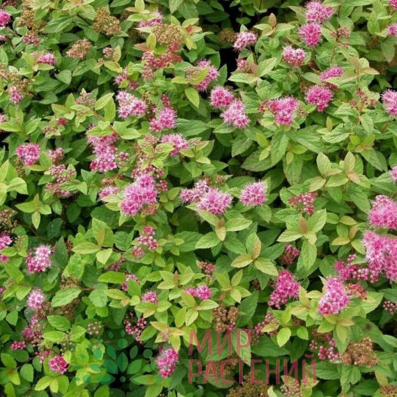Spiraea japonica Anthony Waterer