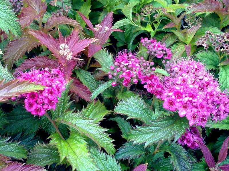 Spiraea japonica crispa