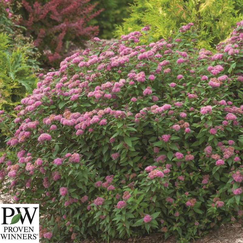 Спирея японская Spiraea japonica crispa