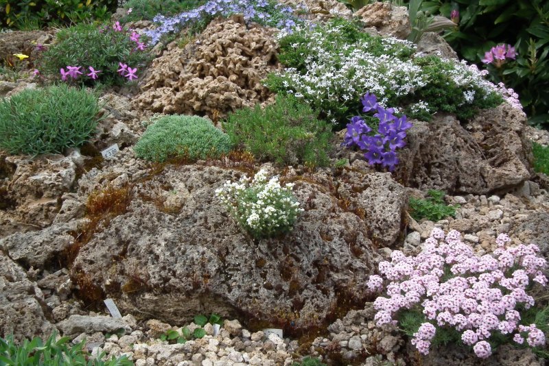 Незабудка Лесная Myosotis sylvatica