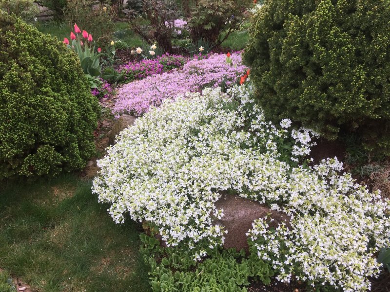 Арабис кавказский / Arabis Caucasica "Lotti White" / (р9)