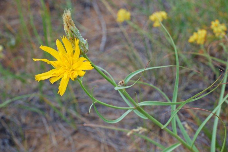 Scorzonera ensifolia