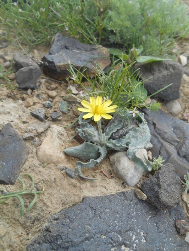 Scorzonera turkestanica photo