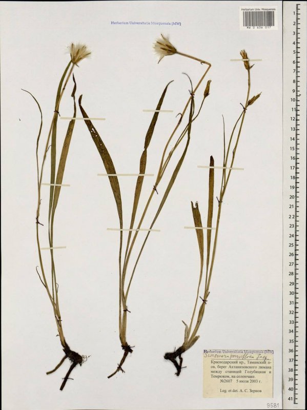 2. Козелец мелкоцветковый ( Scorzonera parviflora Jacq)