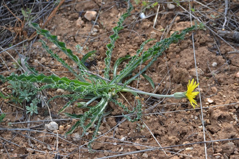 Козелец мягкий (Scorzonera mollis Bieb.)