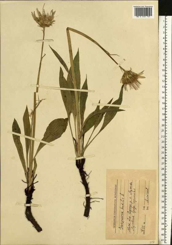 Козелец приземистый (Scorzonera humilis l.)