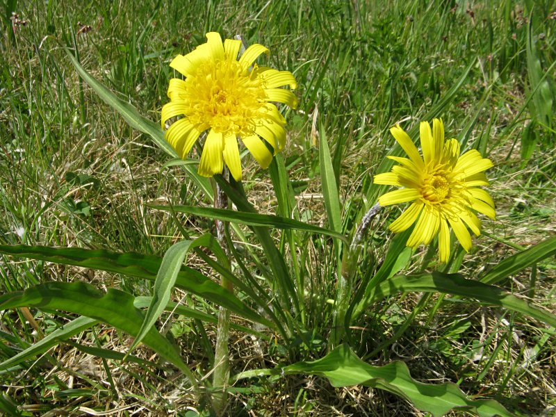 Козелец низкий - Scorzonera humilis l.