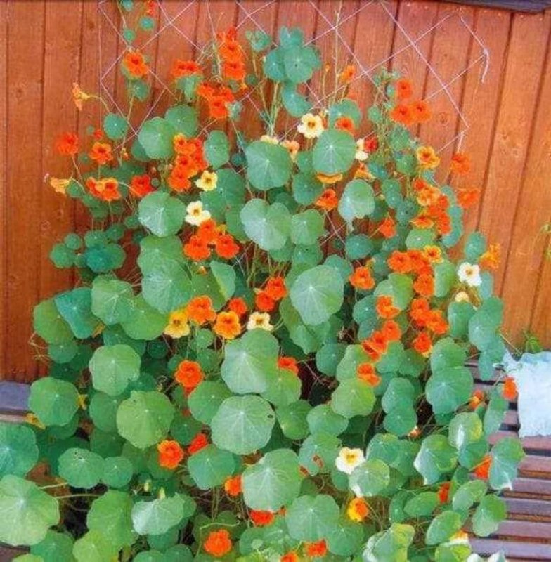 Настурция кустовая