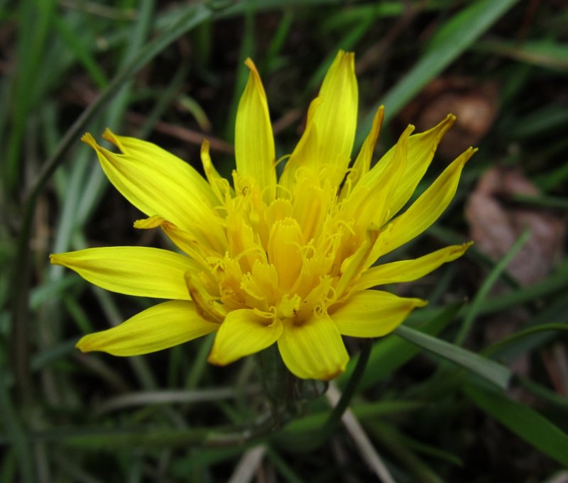 Козелец приземистый (Scorzonera humilis l.)
