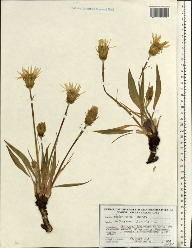 Козелец приземистый (Scorzonera humilis l.)
