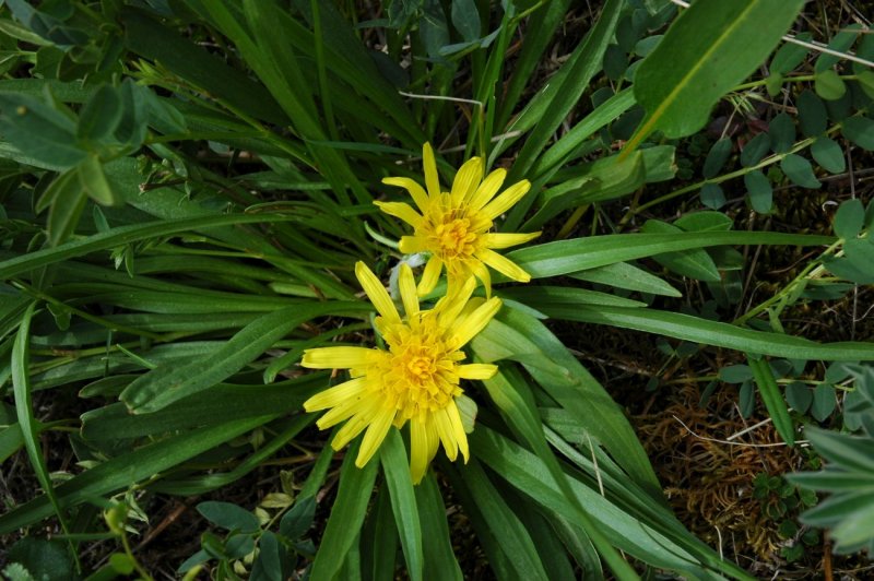 Scorzonera hispanica