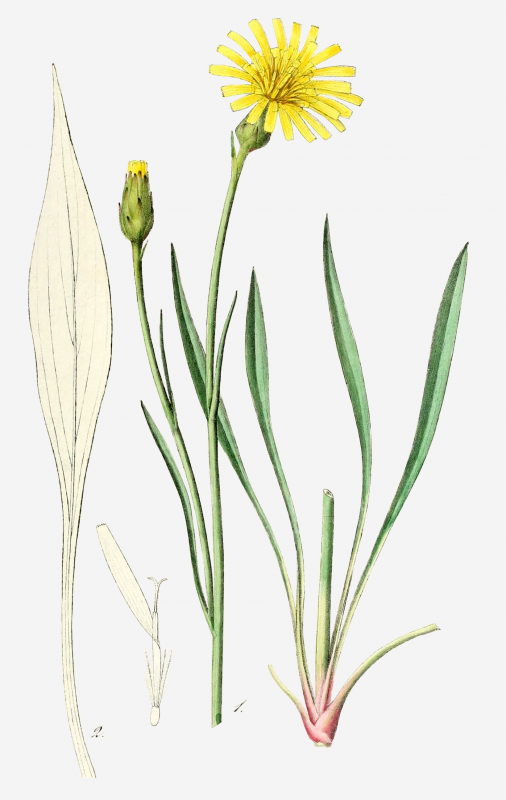 Козелец приземистый (Scorzonera humilis l.)