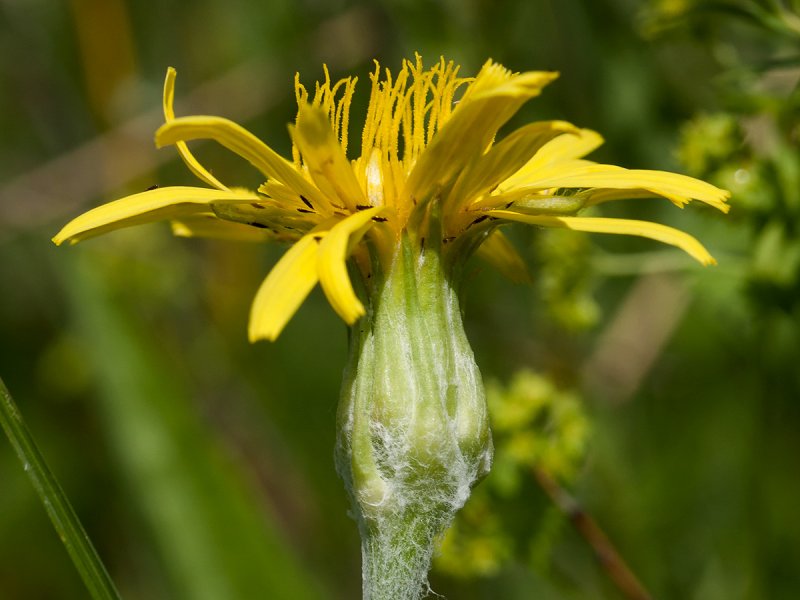 Козелец приземистый (Scorzonera humilis l.)