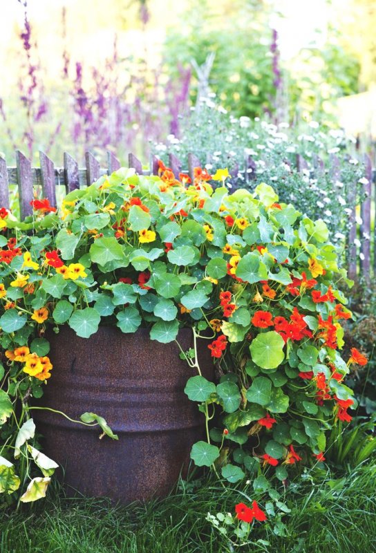Настурция махровая Tropaeolum Nanum