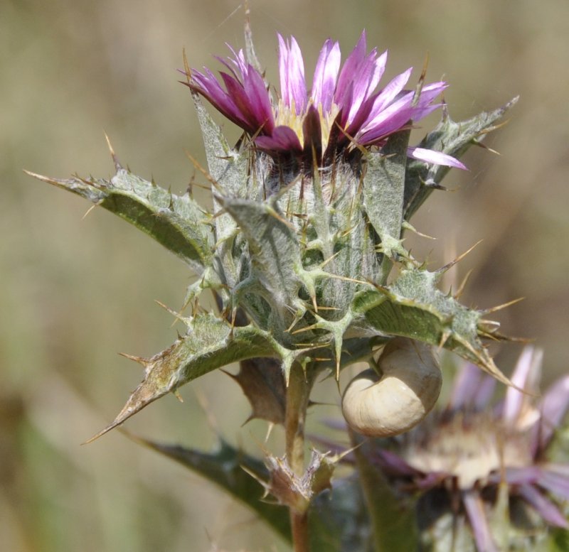 Колючник шерстистый Carlina Lanata