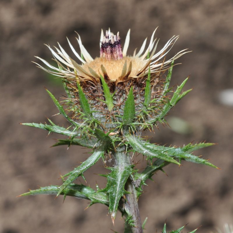 Колючник обыкновенный Carlina vulgaris