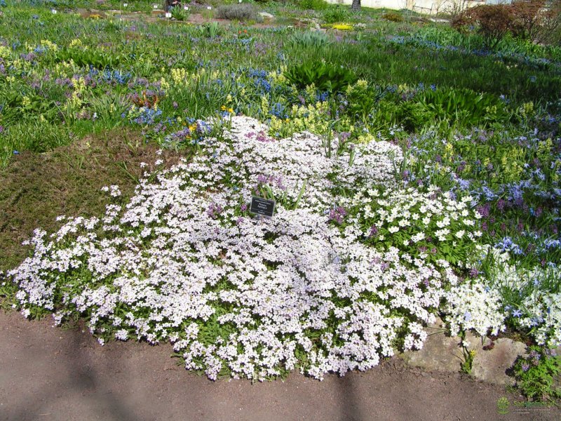 Ясколка войлочная columnae