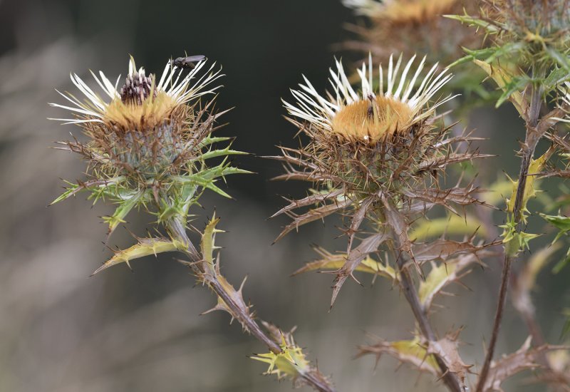 Колючник обыкновенный Carlina vulgaris