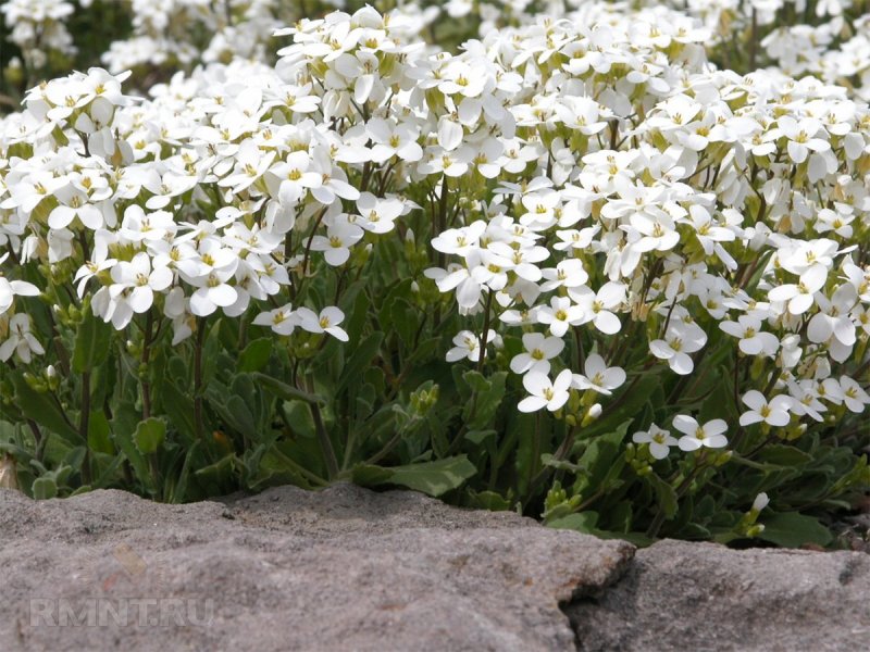 Арабис Fruhlingszauber