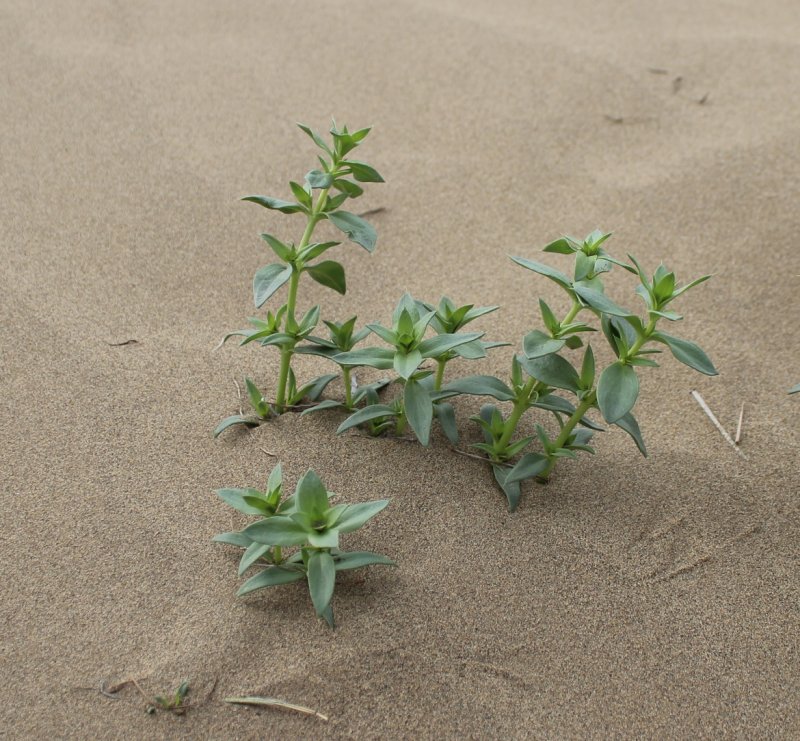 Acanthophyllum sarawschanicum