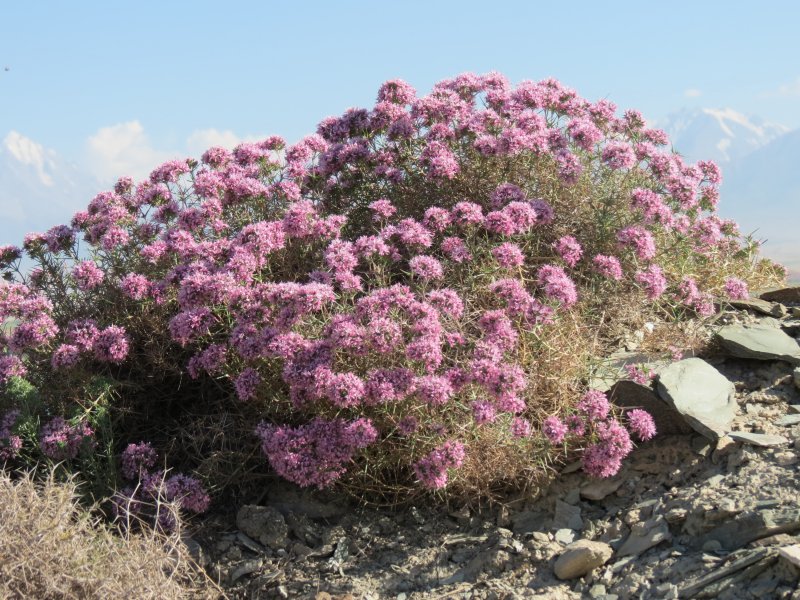 Acanthophyllum glandulosum