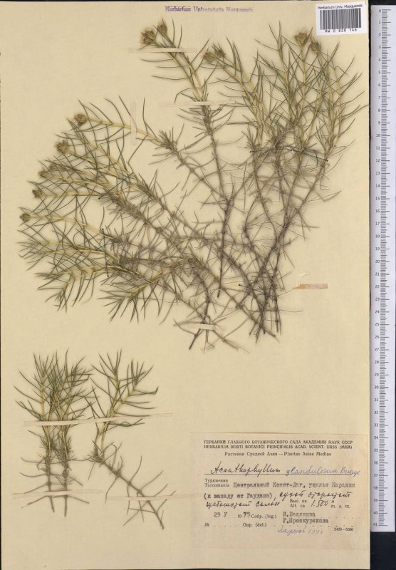 Acanthophyllum glandulosum