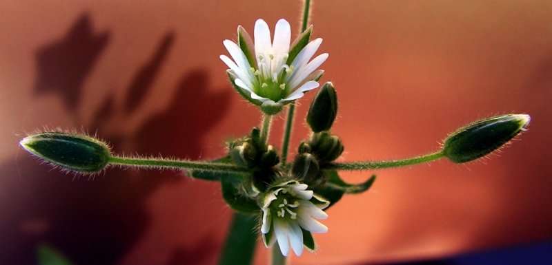 Cerastium fontanum