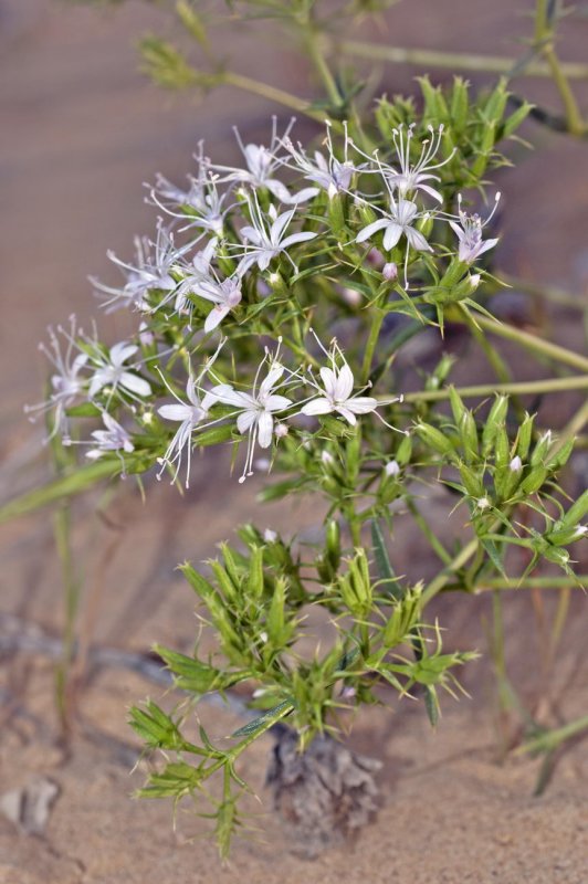 Acanthophyllum pungens