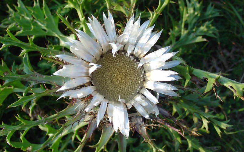 Carlina Колючник