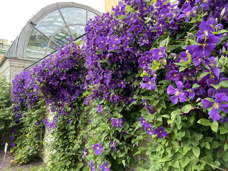Clematis Rose роза