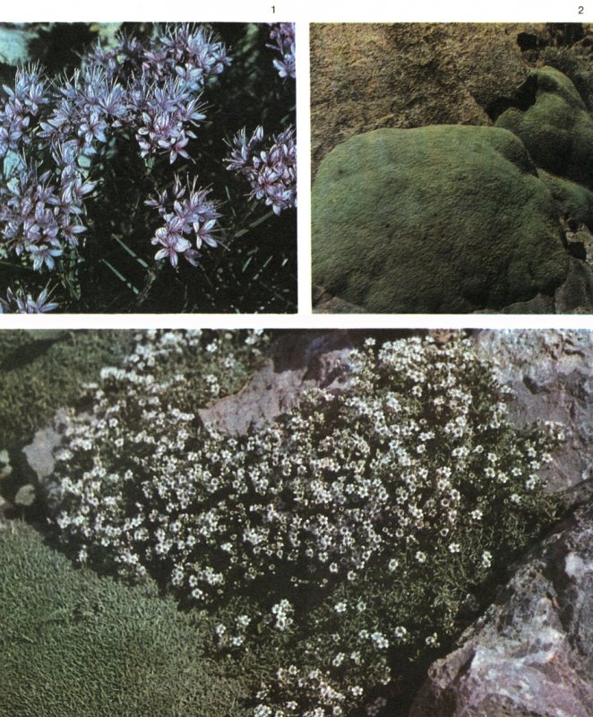 Качим арециевидный (Gypsophila aretioides).