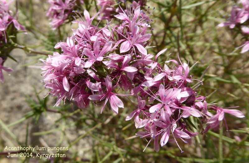 Acanthophyllum pungens