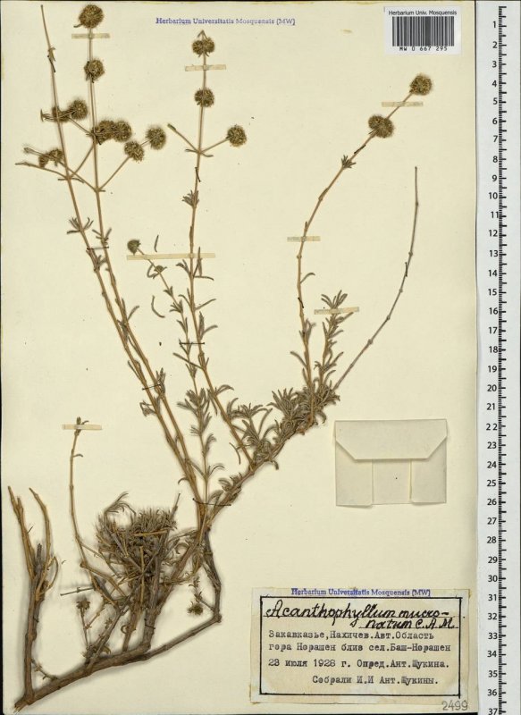 Acanthophyllum mucronatum