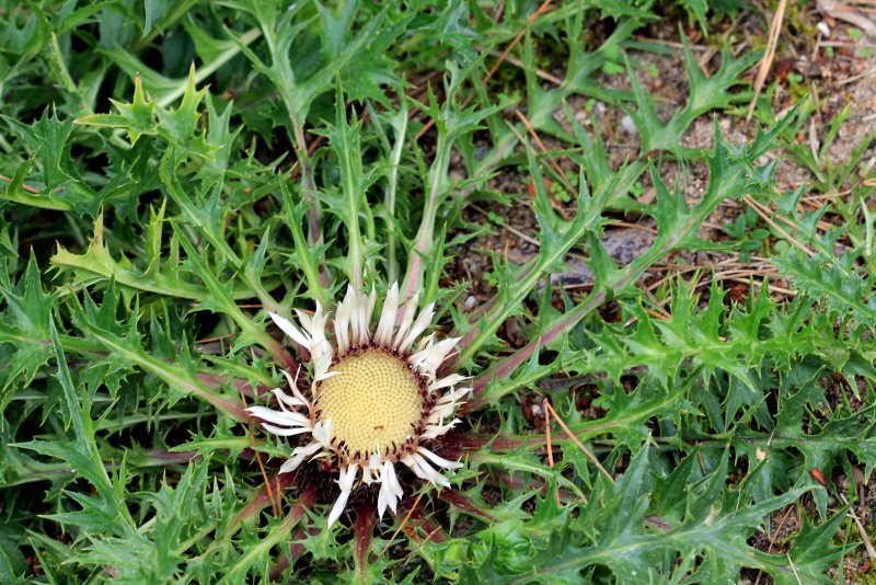 Колючник бесстебельный — Carlina acaulis