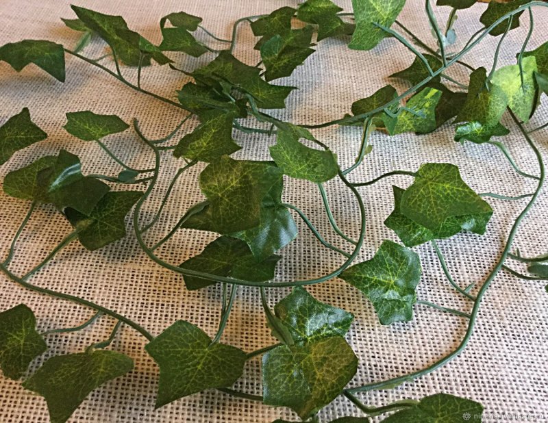 Лиана бронзовый плющ