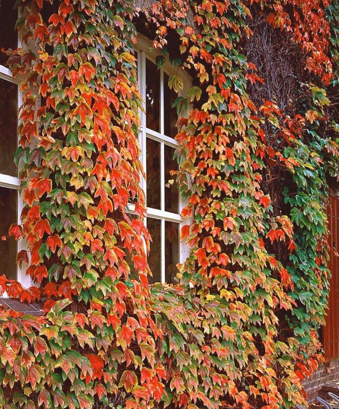 Parthenocissus tricuspidata