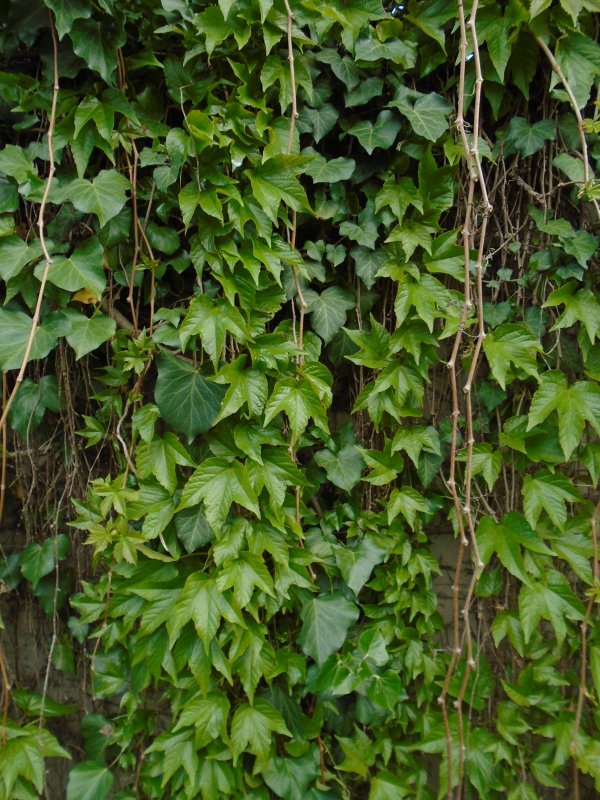 Плющ вечнозеленый (Hedera).