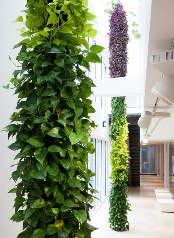 Плющ вечнозеленый (Hedera).