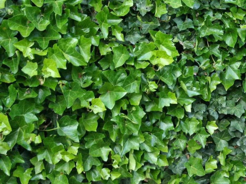 Плющ Hedera Hibernica