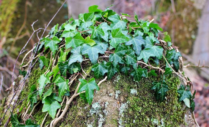Плющ Hedera