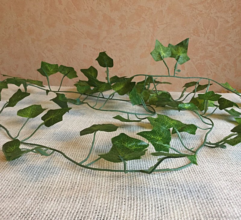 Плющ Спетчли