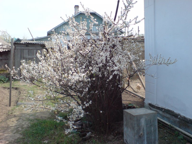 Барбарис оттавский Живая изгородь