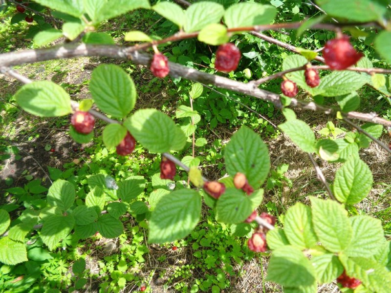 Nanking Cherry