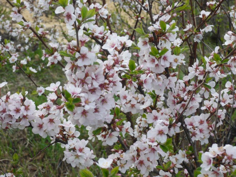 Живая изгородь из лиственницы