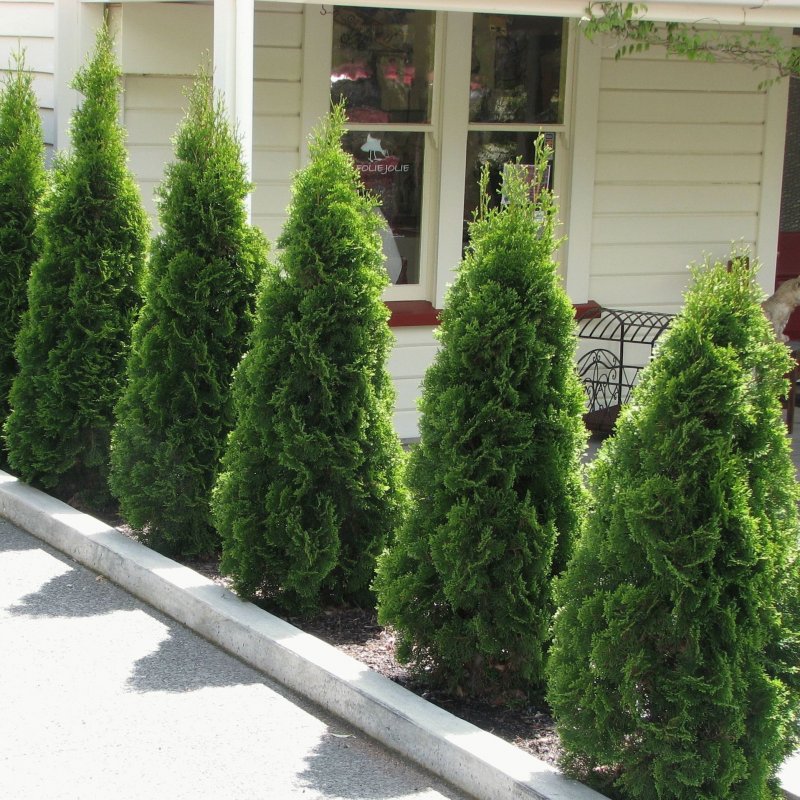 Thuja Smaragd поле питомник