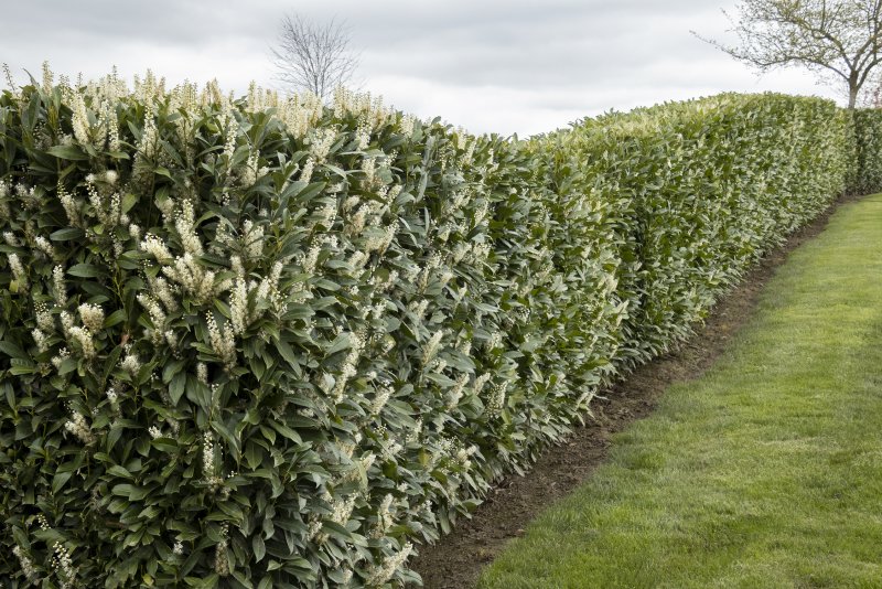 Prunus tomentosa