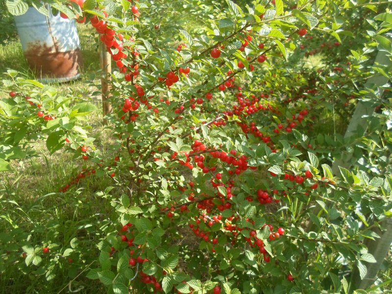 Вишня войлочная изгородь