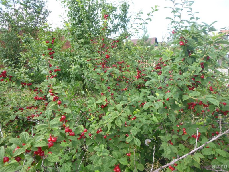 Жимолость съедобная Живая изгородь