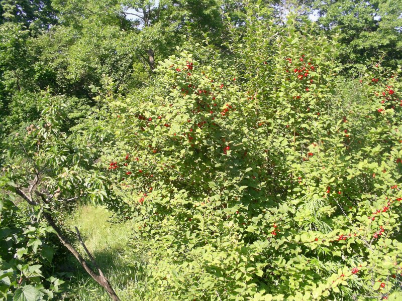Изгородь из вишни войлочной